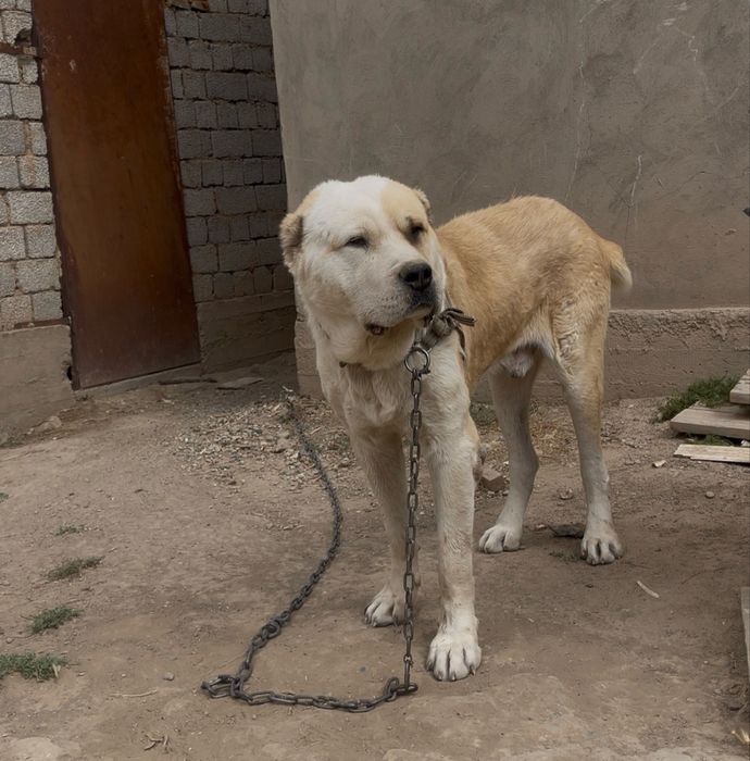 Алабай Ит жоғалды!