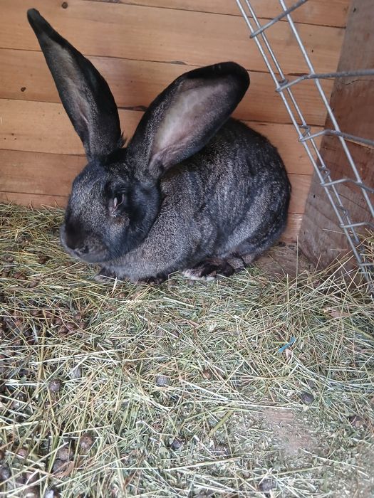 Vând epuri urias german gri fier