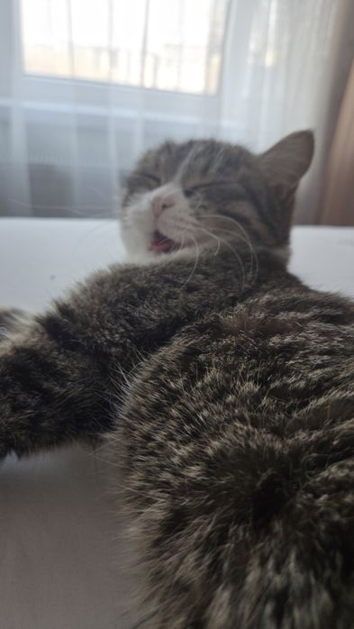 Отдам кошку в добрые руки