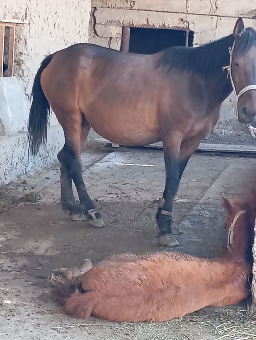 Сауынды бие құлынымен қыста туған