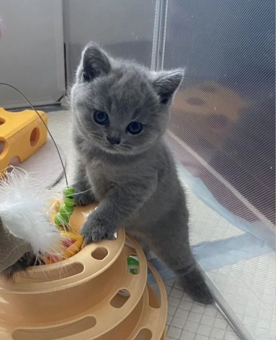 Британские котята,  девоки 1.5 мес