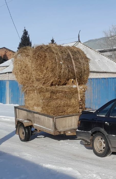 Продам Прицеп, Коневозка