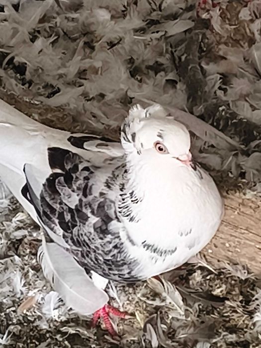 Porumbei jucatori de amara