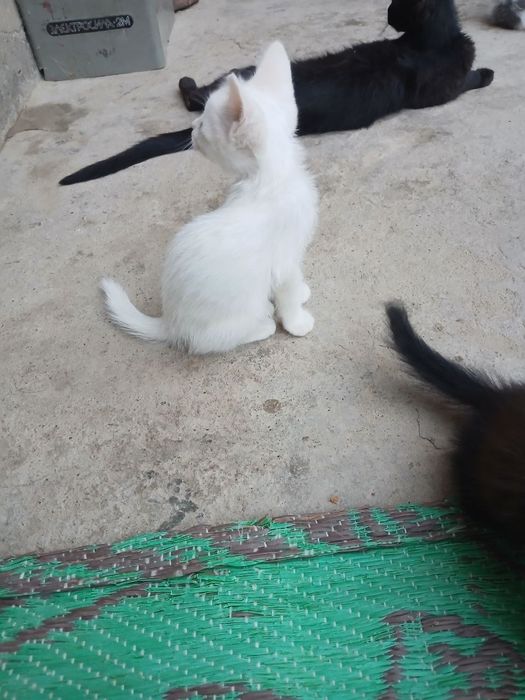 Bepul mushuklar termiz shaxar