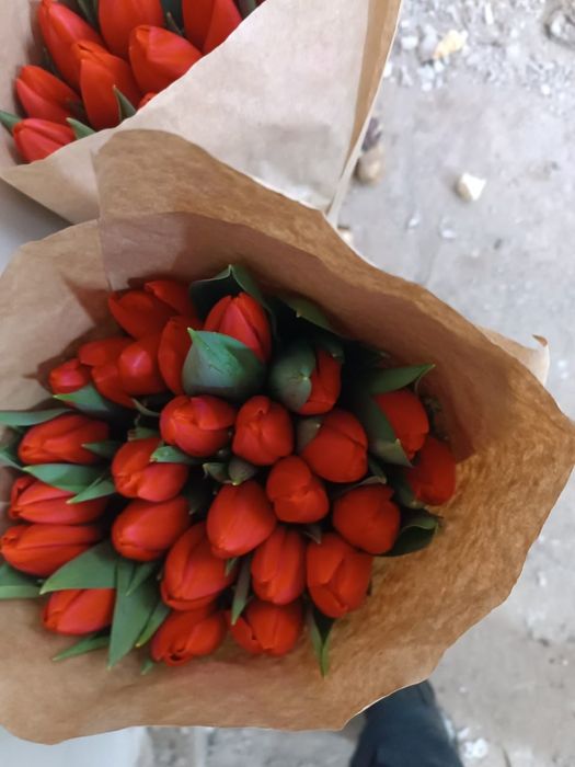 Свежие тюльпаны ПО оптовой цене