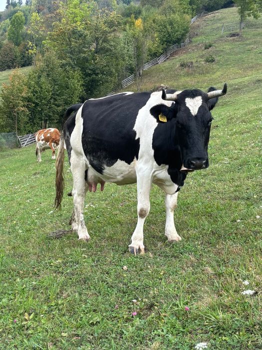 Vand vaca gestanta