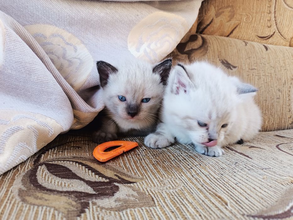 мысық, марғауларммен