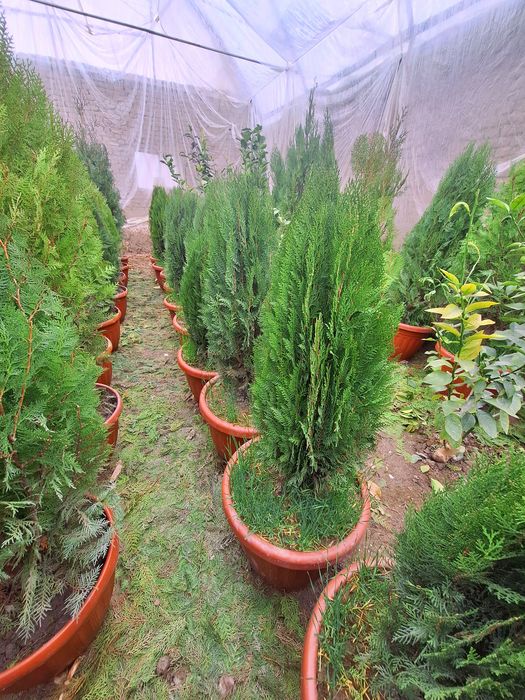 Арча Можовелник ва туя арчалар зелёный забор учун.