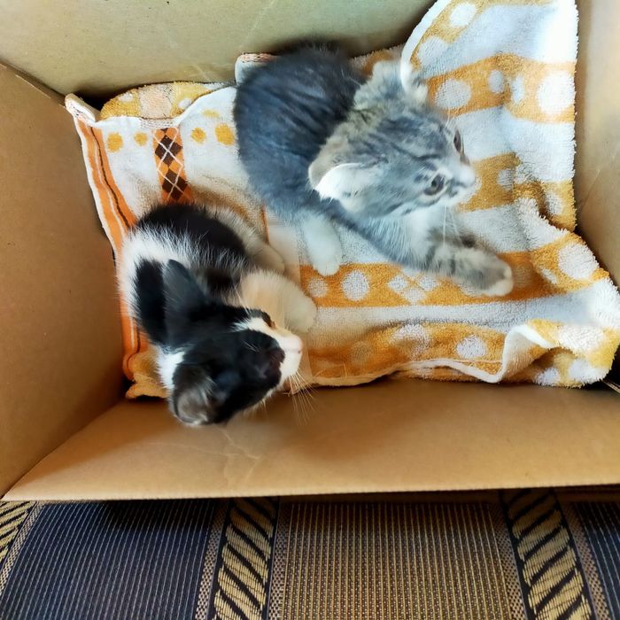 Отдам бесплатно Котят в добрые руки.
