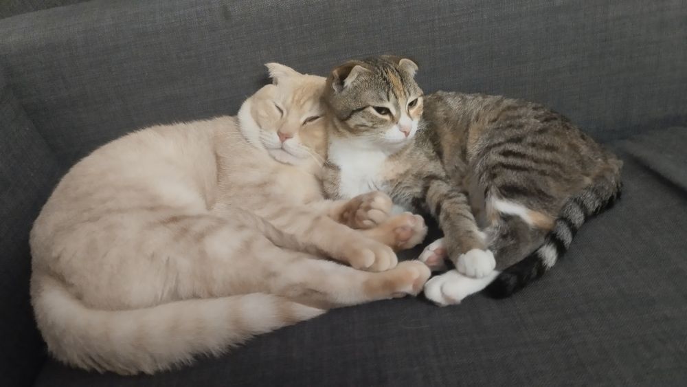 вислоухие кот и кошка