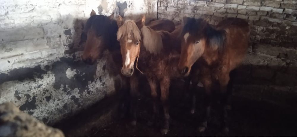 Продам жабагы 3 головы