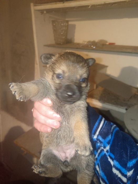 Отдам кутят в добрые руки