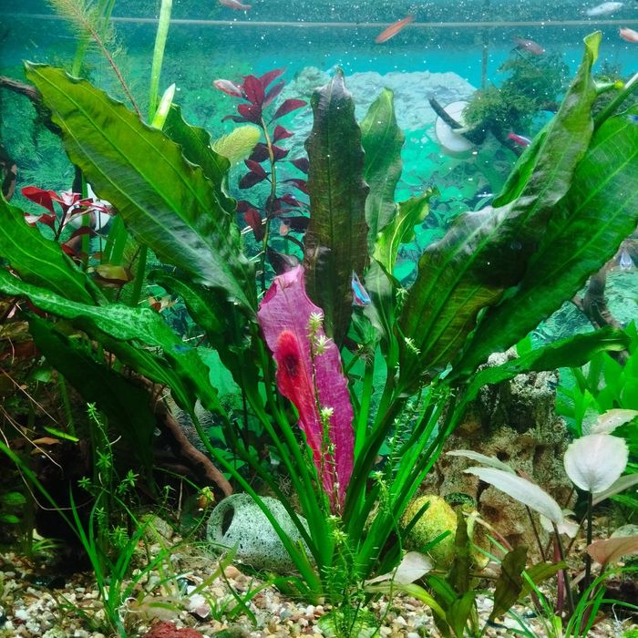 эхинодорус аквариумное растение