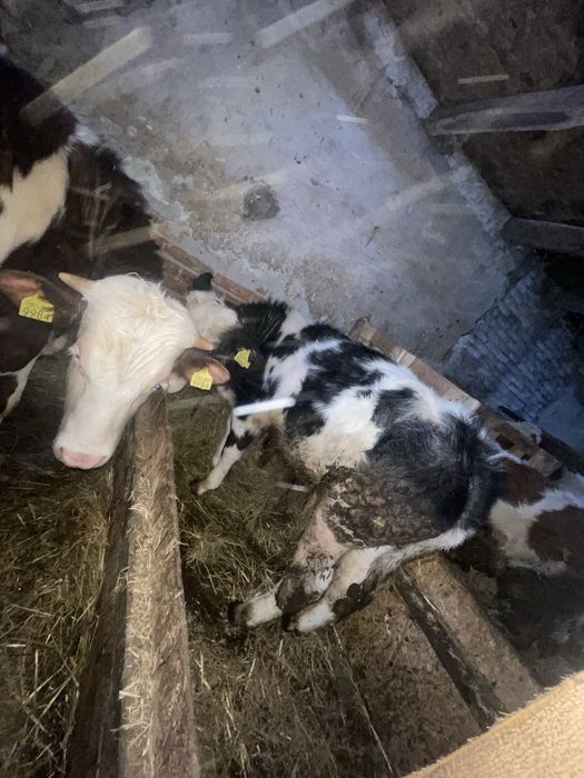 Vand 5 taurasi si o vitea