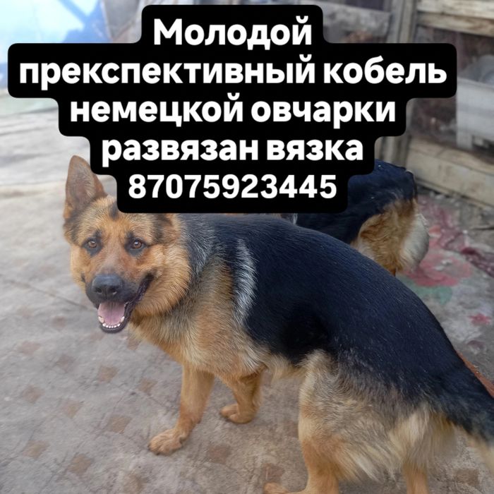 Животные  вязка собак