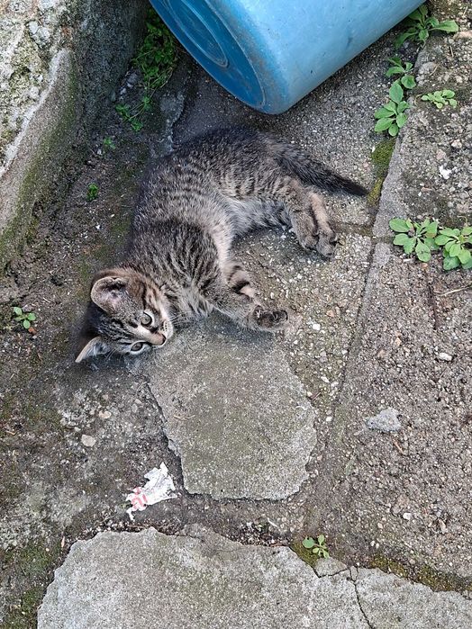 Подарявам малки котета