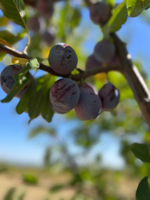 Prune de tuica  darjan