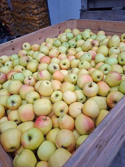 Cartof alb si rosu cu miezul galben