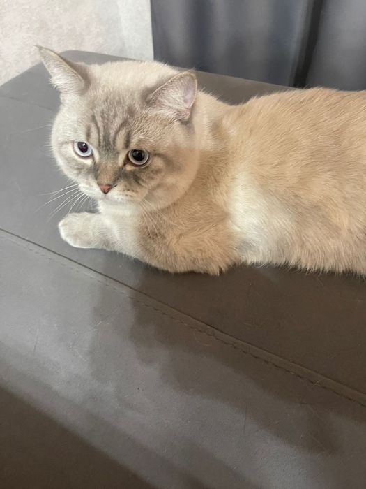 Красивый     кот