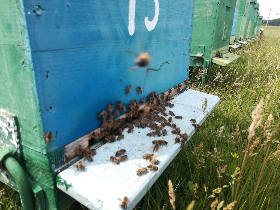 Miere de albine poliflora