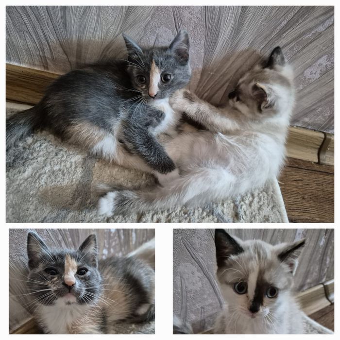 Отдам котят в добрые руки