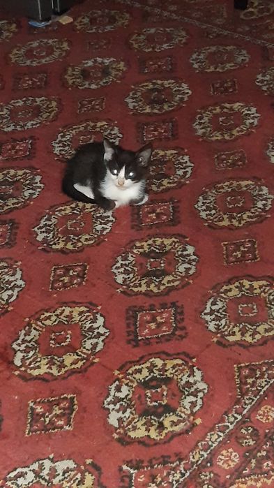 Котята в добрые  отзывчивые руки.