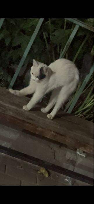 Котенок в поисках дома!