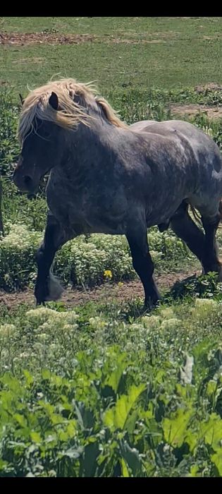 Armasar de 5 ani de vanzare