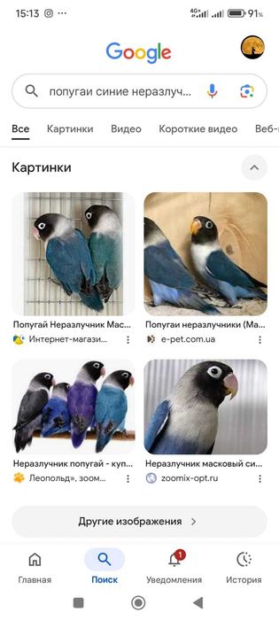 Синий маска неразлучники