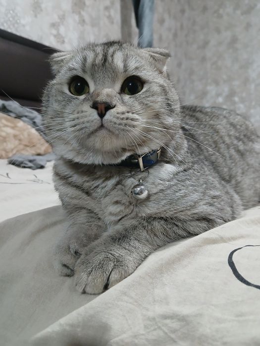 Scottish fold silver  '' SOTILMAYDI,,nasl olish uchun