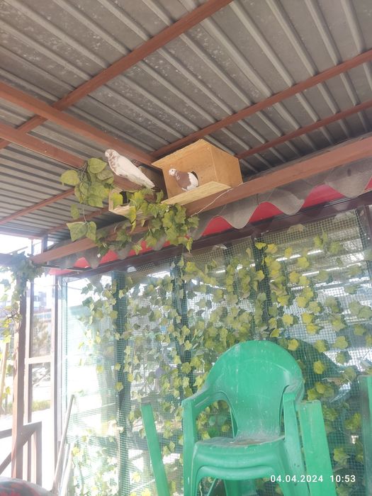 3 кептер сатылады