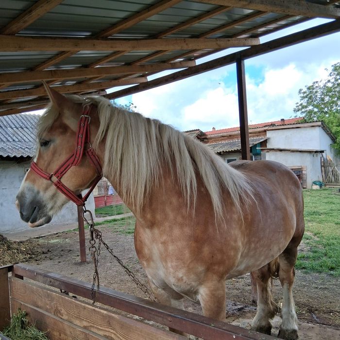Iapa de vânzare...