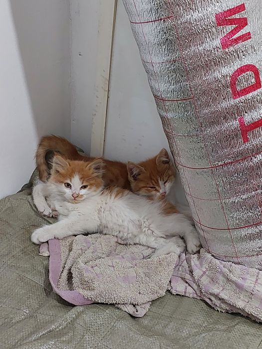 Отдам котят в добрые руки