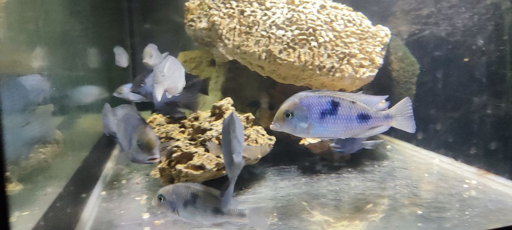 Продам цихлиды Голубой дельфин
