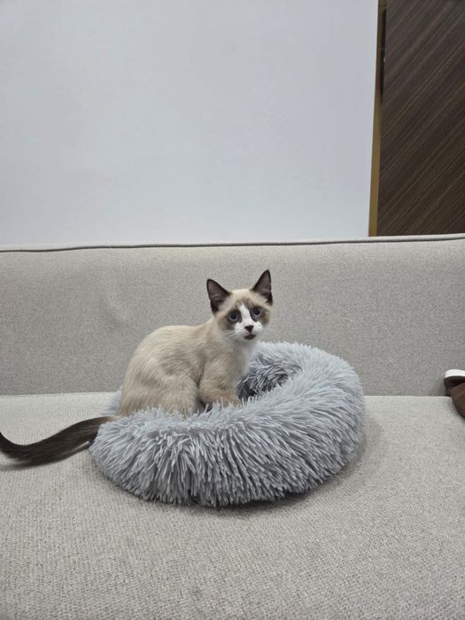 Котенок сиамский 3 мес