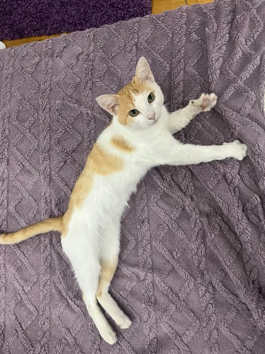Кот кошка мысык котик