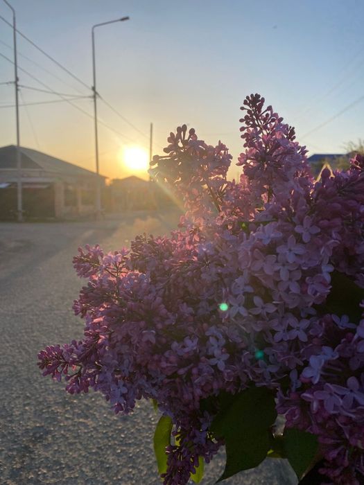 Красивая, ароматная сирень. Не дорого
