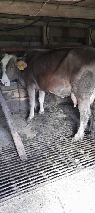 Vaca cu lapte ….