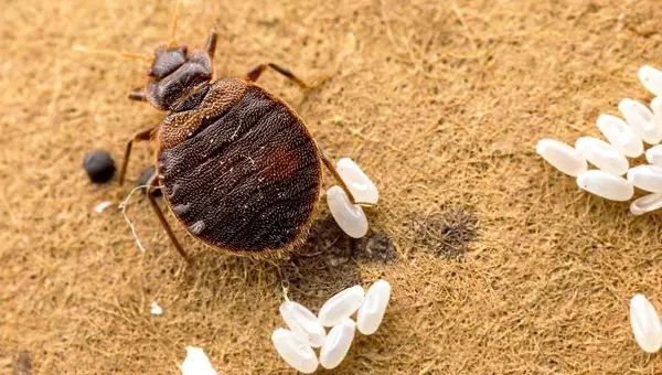 Качественная дезинфекция от клопов.