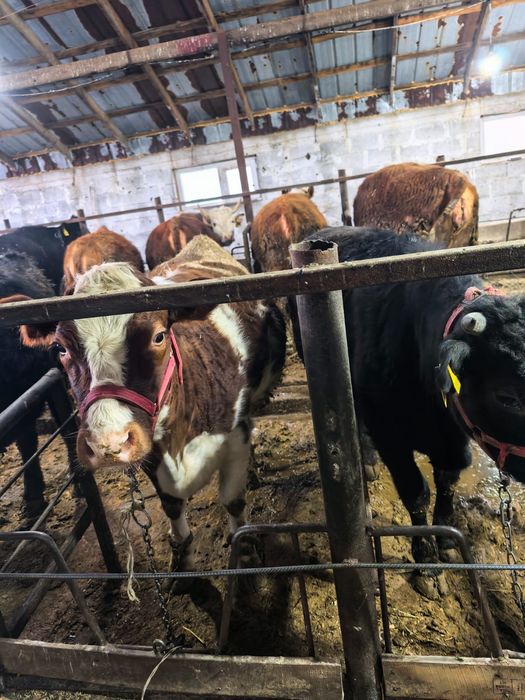 Продам коров.,телочек.