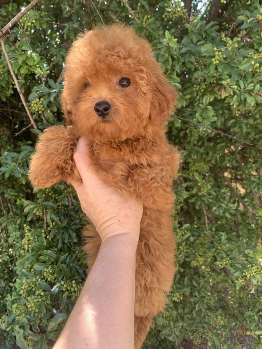 Pudel mini toy cu acte