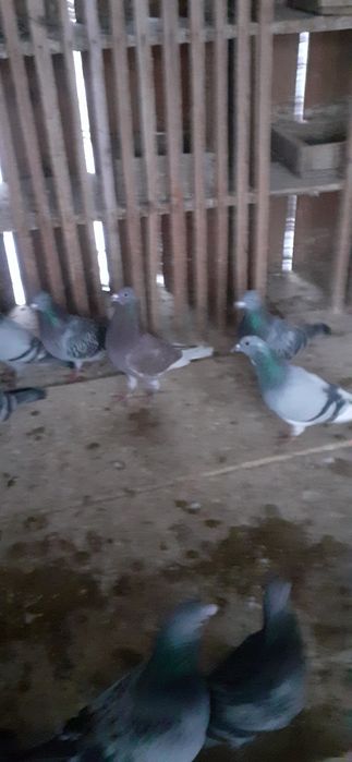 Vand porumbei voieajoi