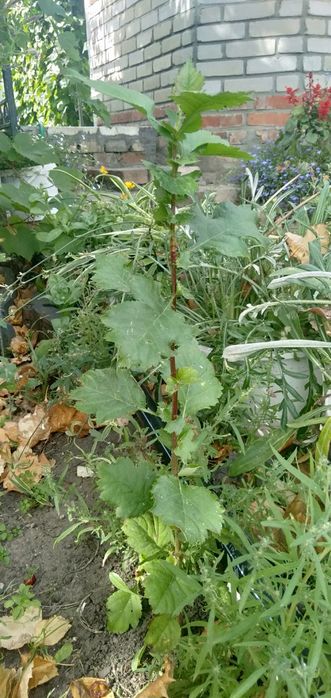 Продам саженцы боярышника