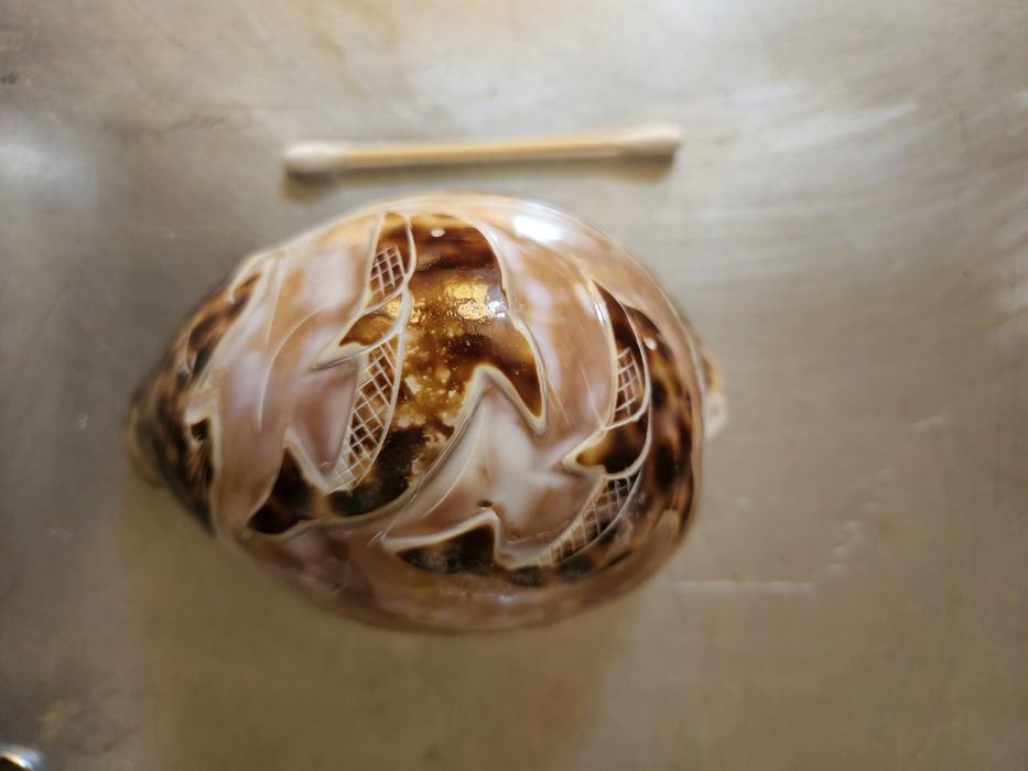 Ракушки с гравировкой