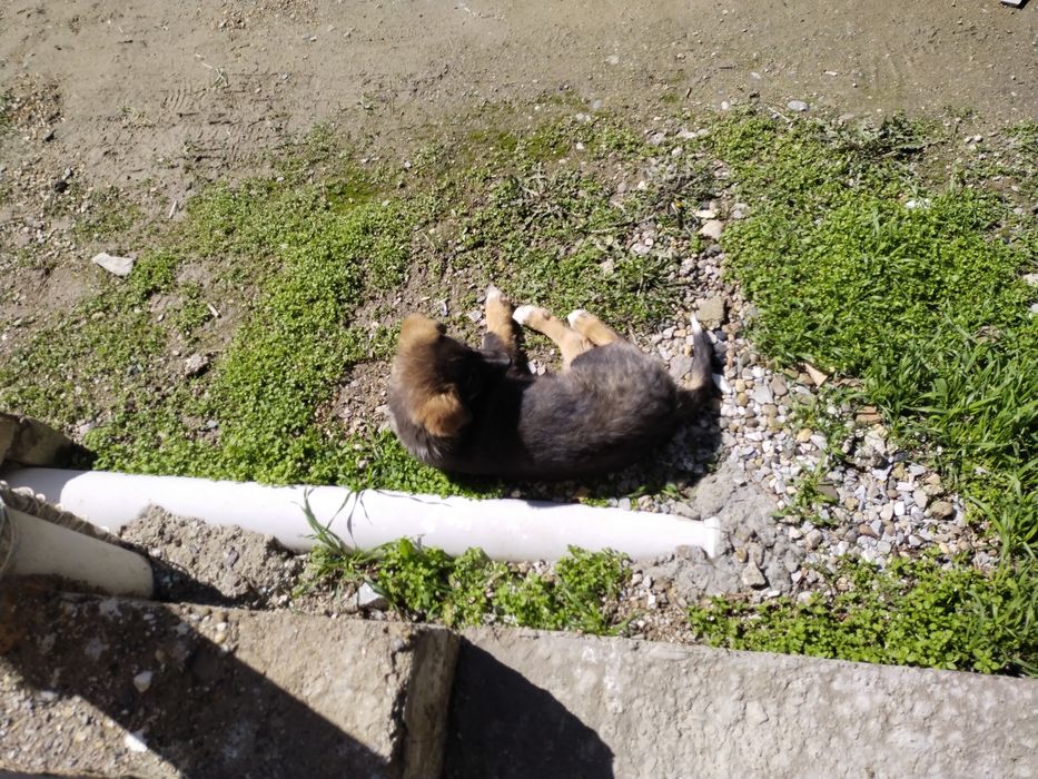 Kuchuk bolasi tekinga beriladi