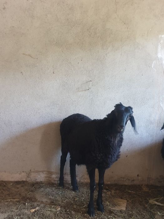 Jaydari quy 1 dona arzon