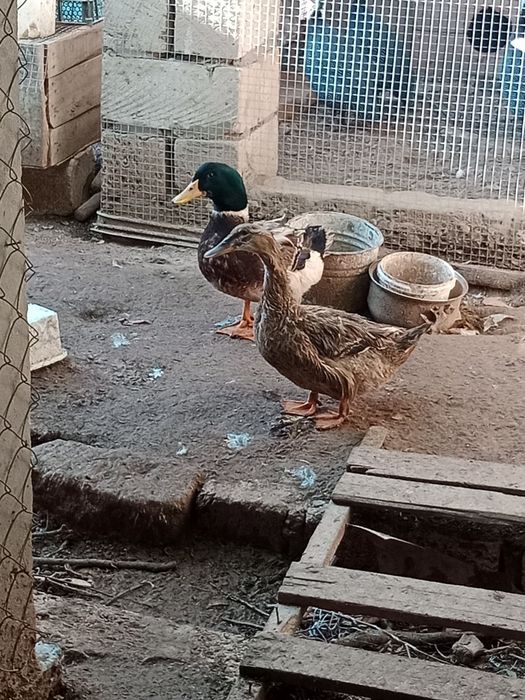 Әр қайсысы 7мыңнан