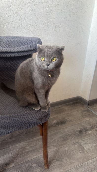 Отдам даром кошку
