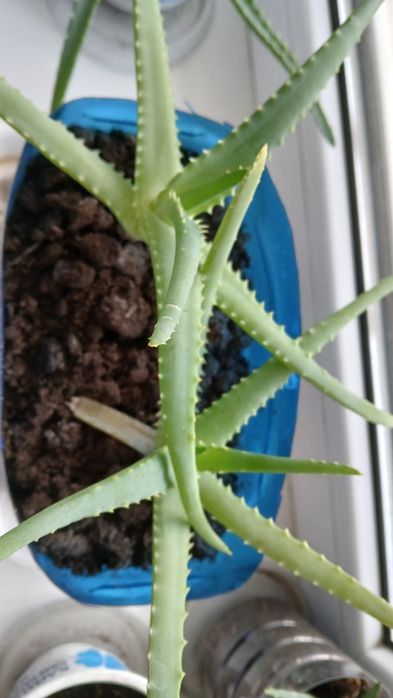 Комнатные растения