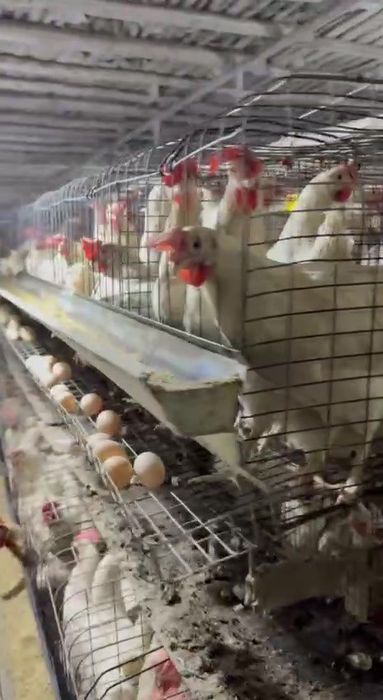 Ломан Сенди тухум ённалиши фирма абёмда сотилади tuxum loman sendi oq